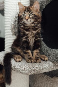 Young marble longhair bengal cat sitting on a soft cat's shelf of a cat's house indoors.