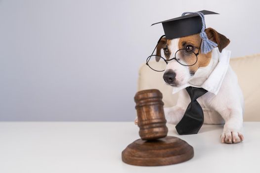 Dog jack russell terrier in a suit of a judge and with a gavel on a white background
