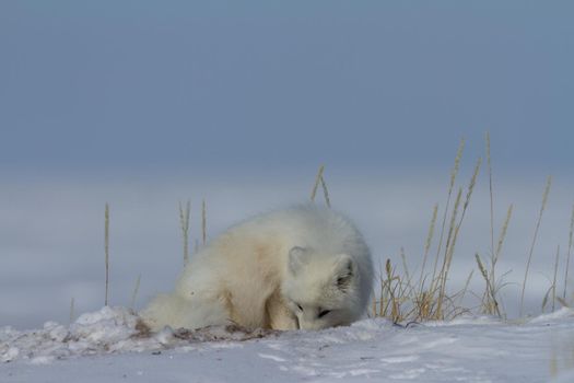 Arctic fox, Vulpes Lagopus, sniffing around the snow in Canada's arctic tundra, near Arviat Nunavut