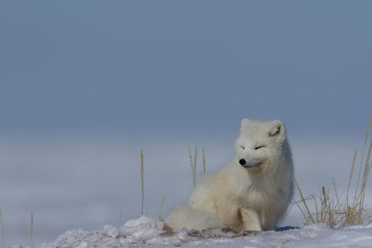 Arctic fox, Vulpes Lagopus, sitting in snow and staring around the tundra, near Arviat Nunavut, Canada