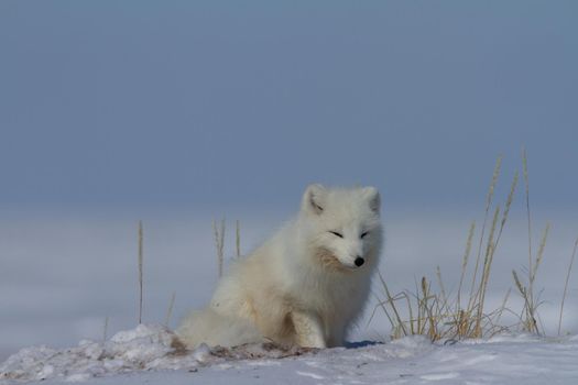 Arctic fox, Vulpes Lagopus, sitting in snow and staring around the tundra, near Arviat Nunavut