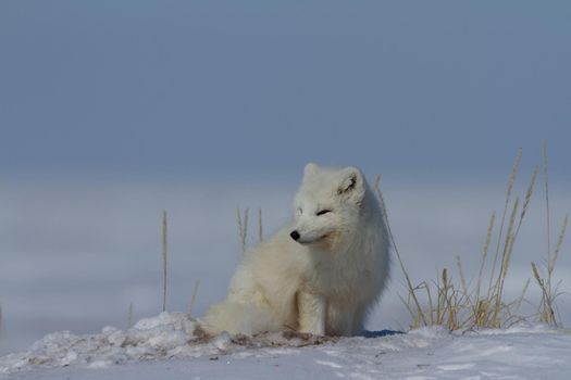 Arctic fox, Vulpes Lagopus, sitting in snow and staring around the tundra, near Arviat Nunavut