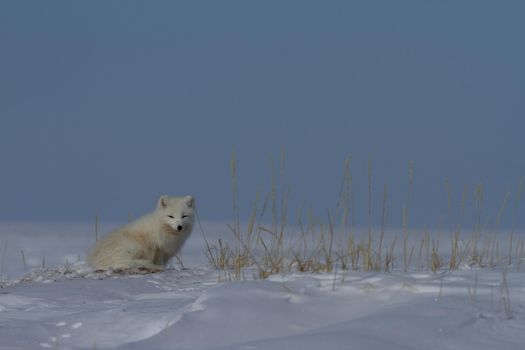 This fox was found near the community of Arviat, Nunavut sitting in a pile of snow near arctic grass and staring out