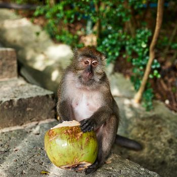 Shot of a little monkey eating a coconut outside.
