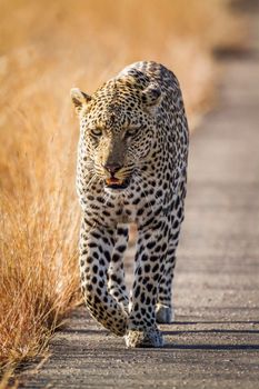 Leopard in Kruger National park, South Africa ; Specie Panthera pardus family of Felidae