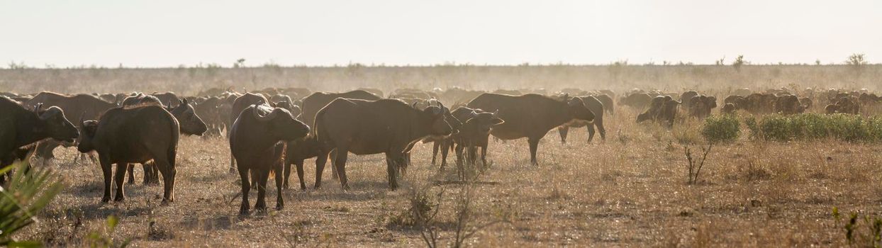 African buffalo in Kruger National park, South Africa ; Specie Syncerus caffer family of Bovidae