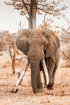 African bush elephant in Kruger National park, South Africa ; Specie Loxodonta africana family of Elephantidae