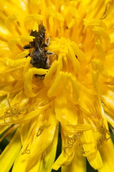 A small solitary bee (family Apidae, genus Lasioglossum) in a dandelion flower