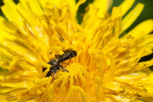 A small solitary bee (family Apidae, genus Lasioglossum) in a dandelion flower