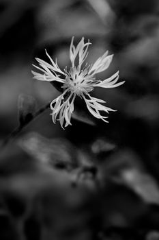 Close up flowers of the thistle family. Painted from top to bottom. Portrait orientation. B & W