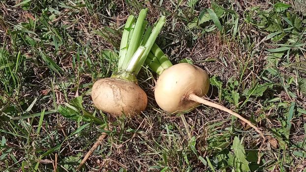 Fresh yellow turnip. Background of Russian turnips. Yellow turnips on the grass in the garden.