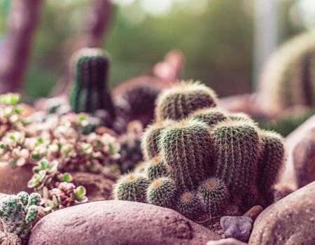 Green tone Real nature background. Beauty cactus echinocactus grusonii echinocactus platyacanthus Cereus jamacaru tropical cacti grow stones grass. Summer outdoor floral modern Interior design.