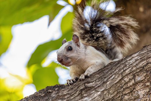 Variegated squirrel (Sciurus variegatoides) feeding on tree near Playa Del Coco. Costa Rica wildlife