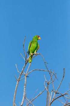 white-fronted amazon (Amazona albifrons) also known as the white-fronted parrot, or spectacled amazon parrot. El Coco, Wildlife and birdwatching in Costa Rica.