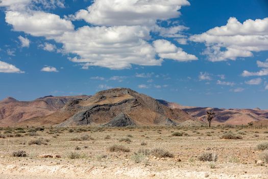 Central Namibia sand desert landscape with trees, traditional african scenery. Sesriem Africa wilderness