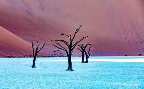 Dry dead acacia tree in Dead Vlei, beautiful landscape in Namib desert, Namibia arid landscape, Africa wilderness