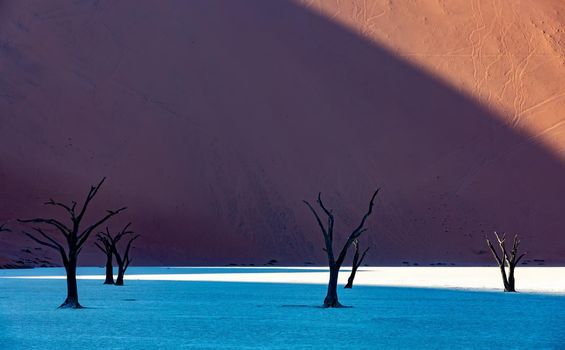 Dry dead acacia tree in Dead Vlei, beautiful landscape in Namib desert, Namibia arid landscape, Africa wilderness