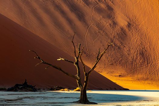 Dry dead acacia tree in Dead Vlei, beautiful landscape in Namib desert, Namibia arid landscape, Africa wilderness