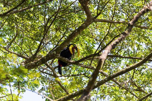 big beautiful bird, yellow-throated toucan (Ramphastos ambiguus) perched on tree in natural habitat, Carara National Park - Tarcoles, Wildlife and birdwatching in Costa Rica.