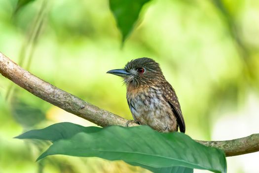 Bird White-whiskered Puffbird (Malacoptila panamensis), Carara National Park - Tarcoles, Wildlife and birdwatching in Costa Rica.