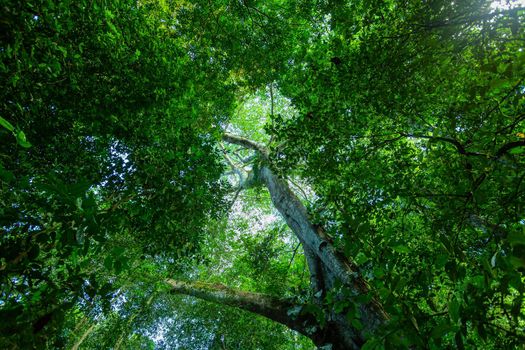 Dense Tropical rain-forest treetop, forest green landscape, Costa Rica wilderness landscape