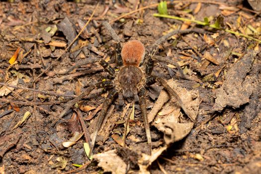 Wandering spider, Ancylometes bogotensis from family ctenidae. Venomous nocturnal hunters on ground in rainforest. Carara National Park - Tarcoles, Costa Rica wildlife.