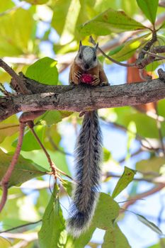 Variegated squirrel (Sciurus variegatoides) feeding on tree near Playa Del Coco. Costa Rica wildlife