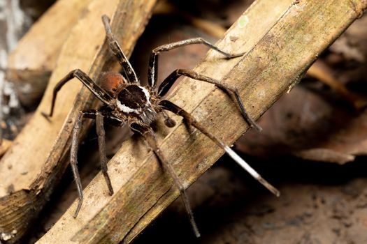 Male of Fishing Spider (Ancylometes rufus). Genus of semiaquatic wandering spiders. Venomous nocturnal hunters on ground in rainforest. Carara National Park - Tarcoles, Costa Rica wildlife.