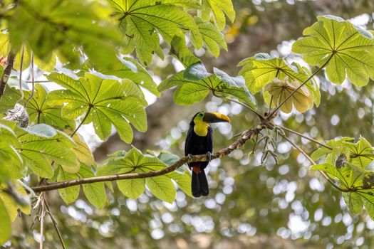 big beautiful bird, yellow-throated toucan (Ramphastos ambiguus) perched on tree in natural habitat, Carara National Park - Tarcoles, Wildlife and birdwatching in Costa Rica.