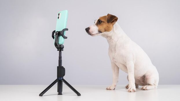 Jack Russell Terrier dog live streaming on smartphone