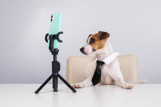 Dog jack russell terrier in a tie sits at a desktop broadcasts live on a smartphone