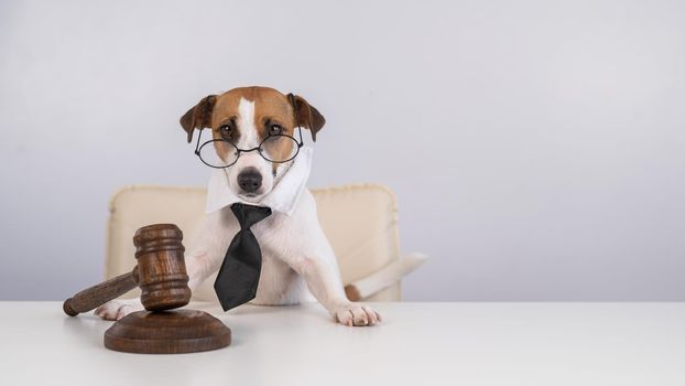 A jack russell terrier dog in a tie sits behind on a chair with a judge's gavel on the table