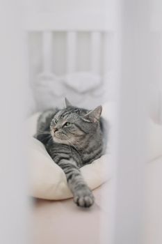 Scottish straight shorthair cat lying on the bed. Pets, morning, comfort, rest concept.