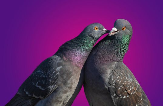 kissing doves on a colored background, peace and love