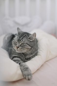 Scottish straight shorthair cat lying on the bed. Pets, morning, comfort, rest concept.