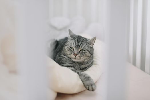 Scottish straight shorthair cat lying on the bed. Pets, morning, comfort, rest concept.