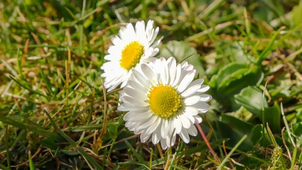 White garden daisy in a floral summer background. Leucanthemum vulgare. 