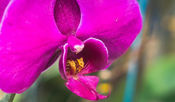 BANNER Real Abstract nature photo background. Macro close copy space Orchid inflorescence petal tropical flower bloom garden plant. Royal fuchsia vivid purplish-red color tenderness love summer.
