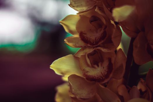 BANNER Real Abstract nature photo background. Macro close up copy space Orchid inflorescence petal flower bloom plant. Study Botanic autumn evening floral. Dark shade tone effect pale yellow.