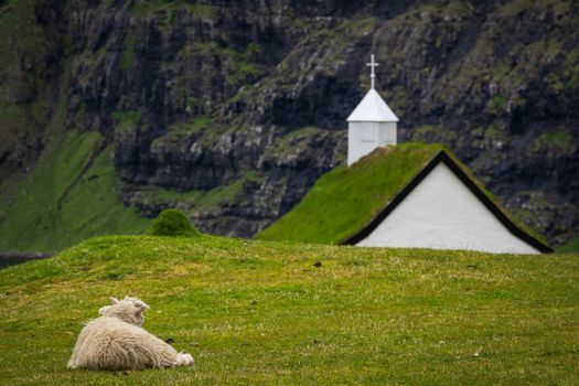 Sheep laid down looking at Saksun church in Faroe Islands