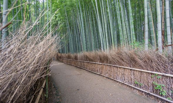 Wide angle of the Arashiyama Bamboo Grove of Kyoto