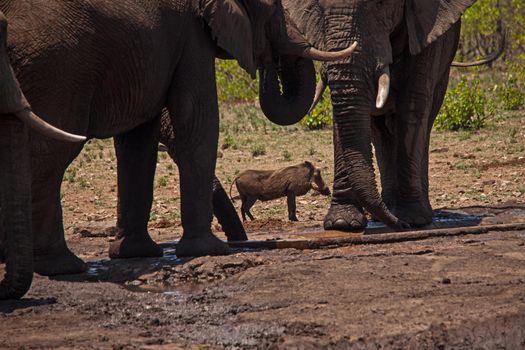 A Common Warthog (Phacochoerus africanus) sharing a waterhole with African Elephants (Loxodonta africana)