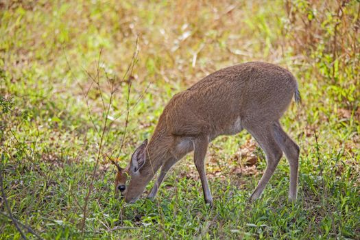An immature Duiker (Sylvicapra grimmia) grazing on new Spring leaves of wild herbs in Kruger National Park. South Africa