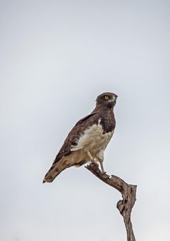 The Black Chested Snake Eagle (Circaetus pectoralis) prey almost exclusively on snakes and lizards.