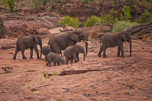 A herd of African Elephant (Loxodonta africana) crossing the Red Rocks in Kruger National Park. South Africa