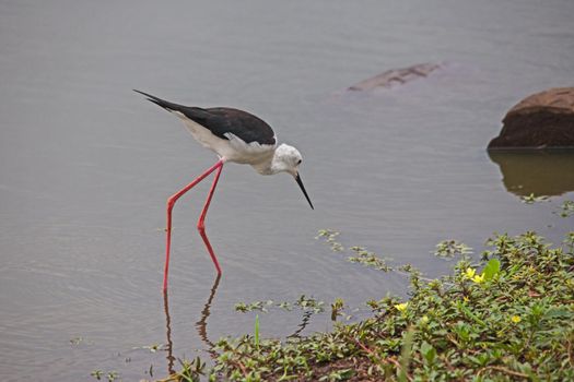 The Black-winged Stilt (Himantopus himantopus) is a fairly common wader in warmer regions and prefer wetlands with open shallow water