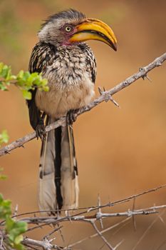 A wet and miserable Southern Yellow-billed Hornbill (Tockus leucomelas) after a rainstorm in Kruger National Park. South Africa