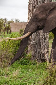 A lone African Elephant Bull (Loxodonta africana) grazing on soft Spring grass