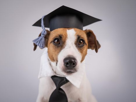 Jack Russell Terrier dog dressed in a tie and an academic cap in front of a white background