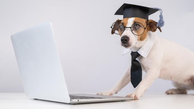 Jack Russell Terrier dog dressed in glasses, a tie and an academic cap works at a laptop on a white background